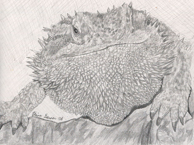 Bearded Dragon In Pencils By Whuffie On Deviantart