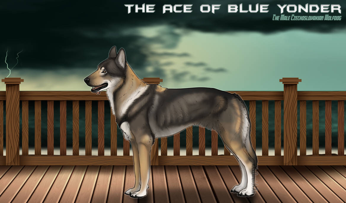 GrCh The Ace of Blue Yonder by GothamCityKennel on DeviantArt