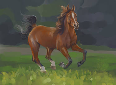 Horse Study