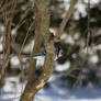 blue jay 3