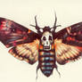 Death's-Head Hawk Moth.