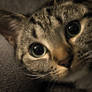 )Awake(