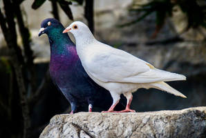 ~Wooing the Pigeon~