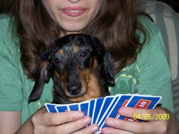 My dog playing phase 10