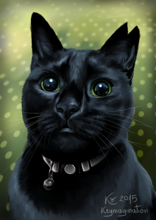 Bagheera closeup 2015