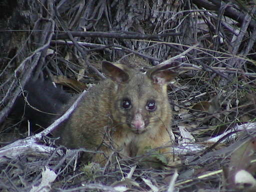 Possum