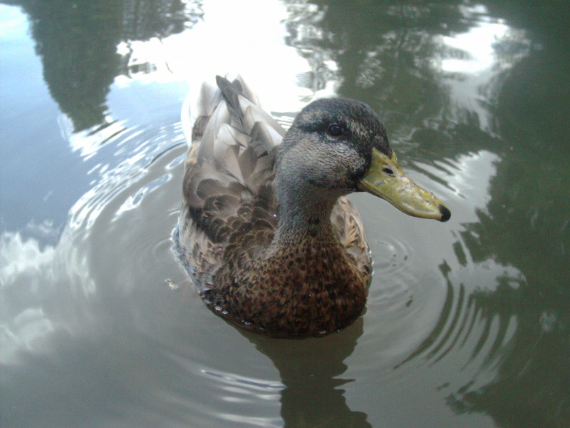 Nicest Duck In The Pond