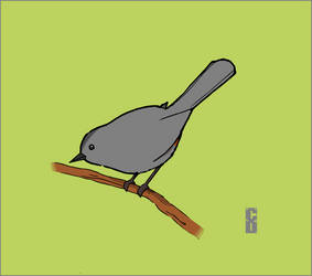 Catbird