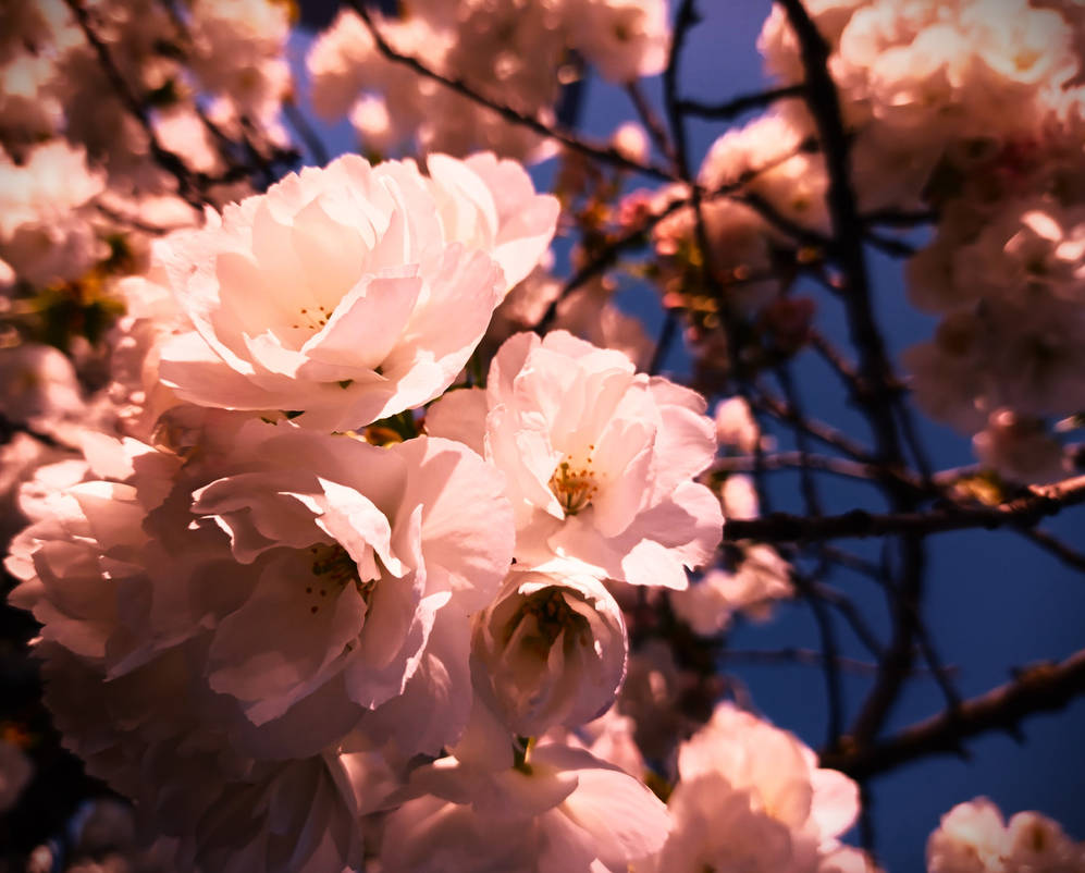 Blushing Blooms