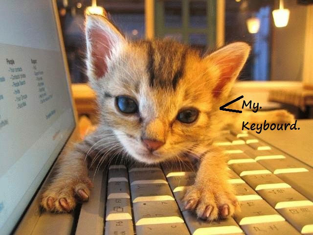 the new keybourd kitty