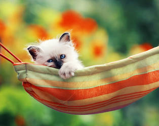 in the hammock by Thunderi