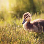 Little duckling