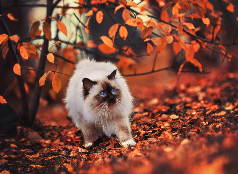 Autumn fluffball