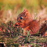 Baby squirrel