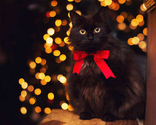 christmas kitty..