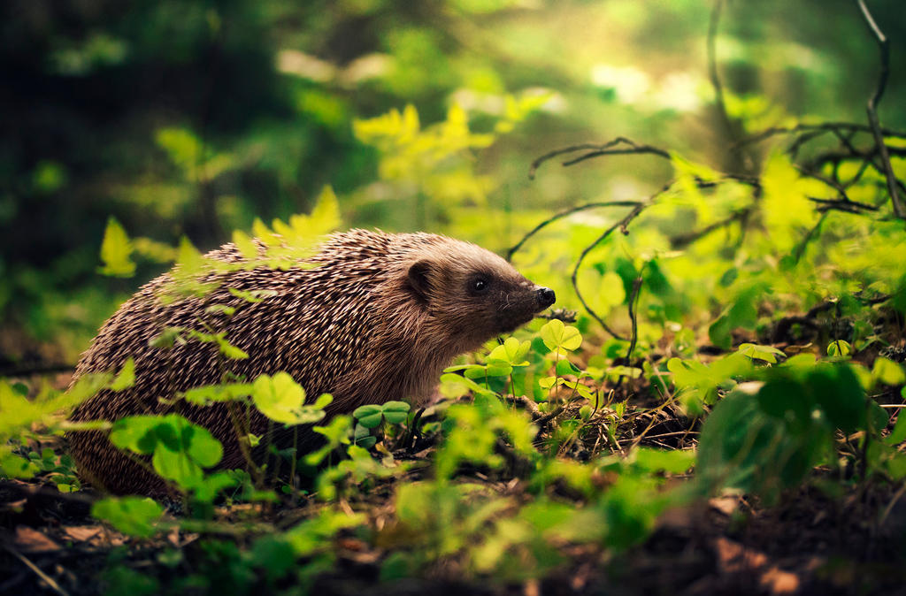 Hedgehog's summer by Thunderi Hedgehog's summer by Thunderi