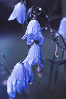 Rainy day harebells