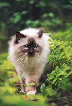 A little adventure in the woods