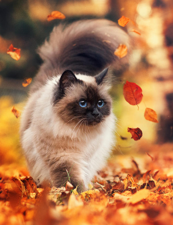 our beauty by Thunderi our beauty by Thunderi