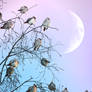 waxwings and the moon