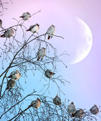 waxwings and the moon by Thunderi