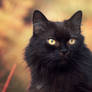 look of a black cat