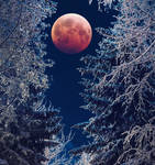 Blood Moon and Winter forest