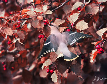 Waxwing