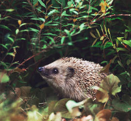 Liitle hedgehog.