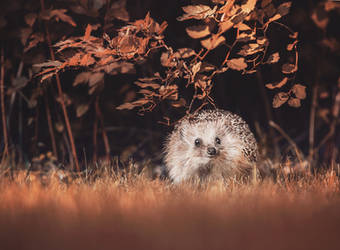 Hedgie's autumn moment