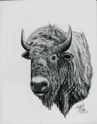 Buffalo