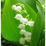 lilly of the valley