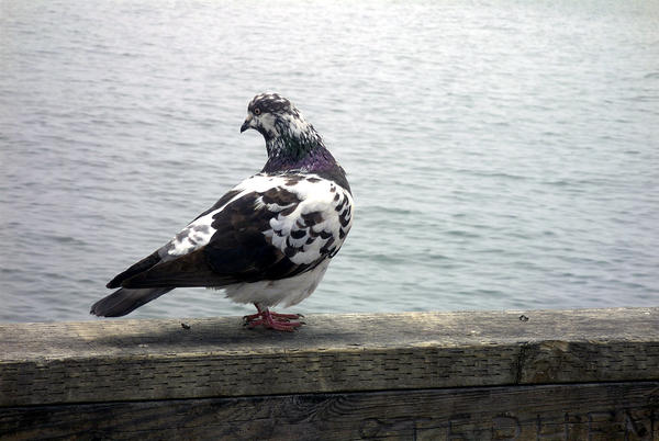 pigeon 1