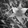 day lilly black n white 1