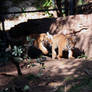 tiger cubs 2