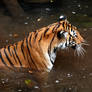 tiger