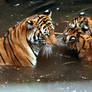 tigers