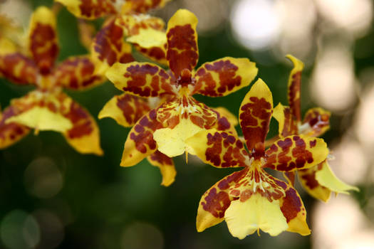 orchid 2