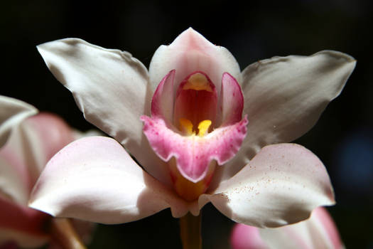 orchid 3