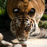 Tiger - Eye Contact