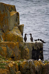 Isle of May - 3