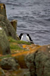 Isle of May - 4