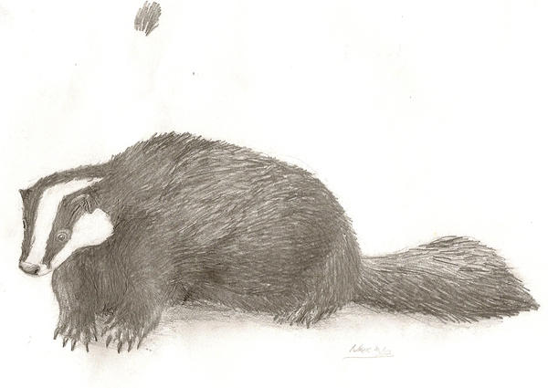 Badger