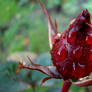 rose and dewdrops