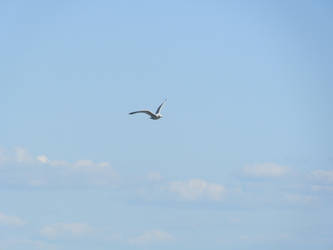 Seagull and Clouds [STOCK]