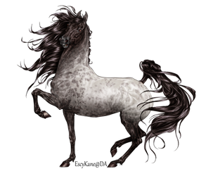 Black Roan Appaloosa