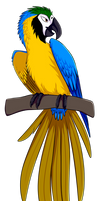 Blue`n gold macaw