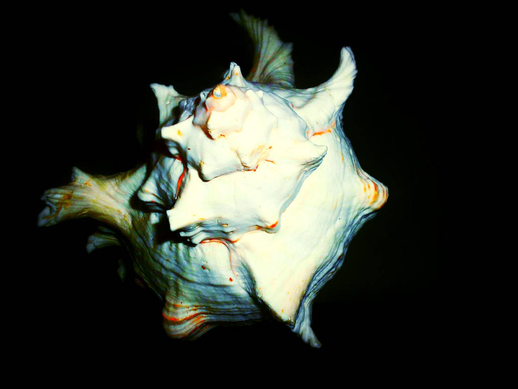 Conch Shell (edited) by Xfibia on DeviantArt