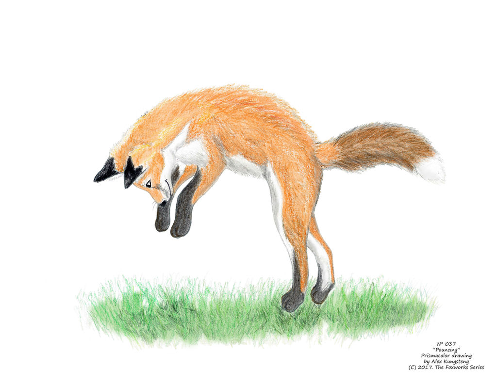 Fox Pouncing Front View Pouncing fox by AlexKSFox on DeviantArt