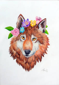 Spring wolf